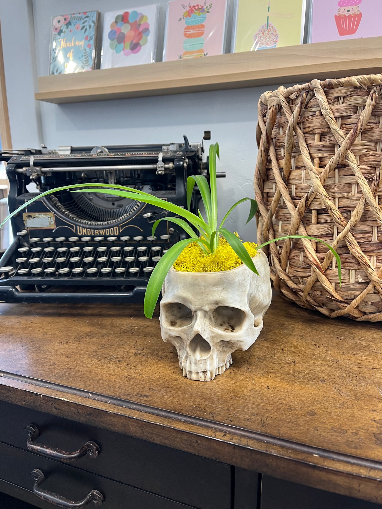 Spider Plants Variety