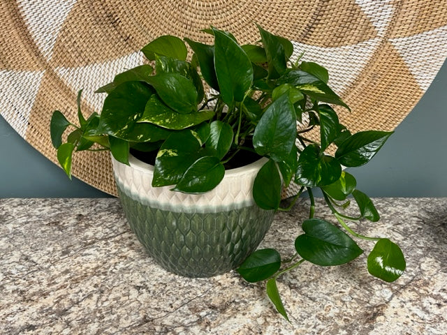 Potted Pothos