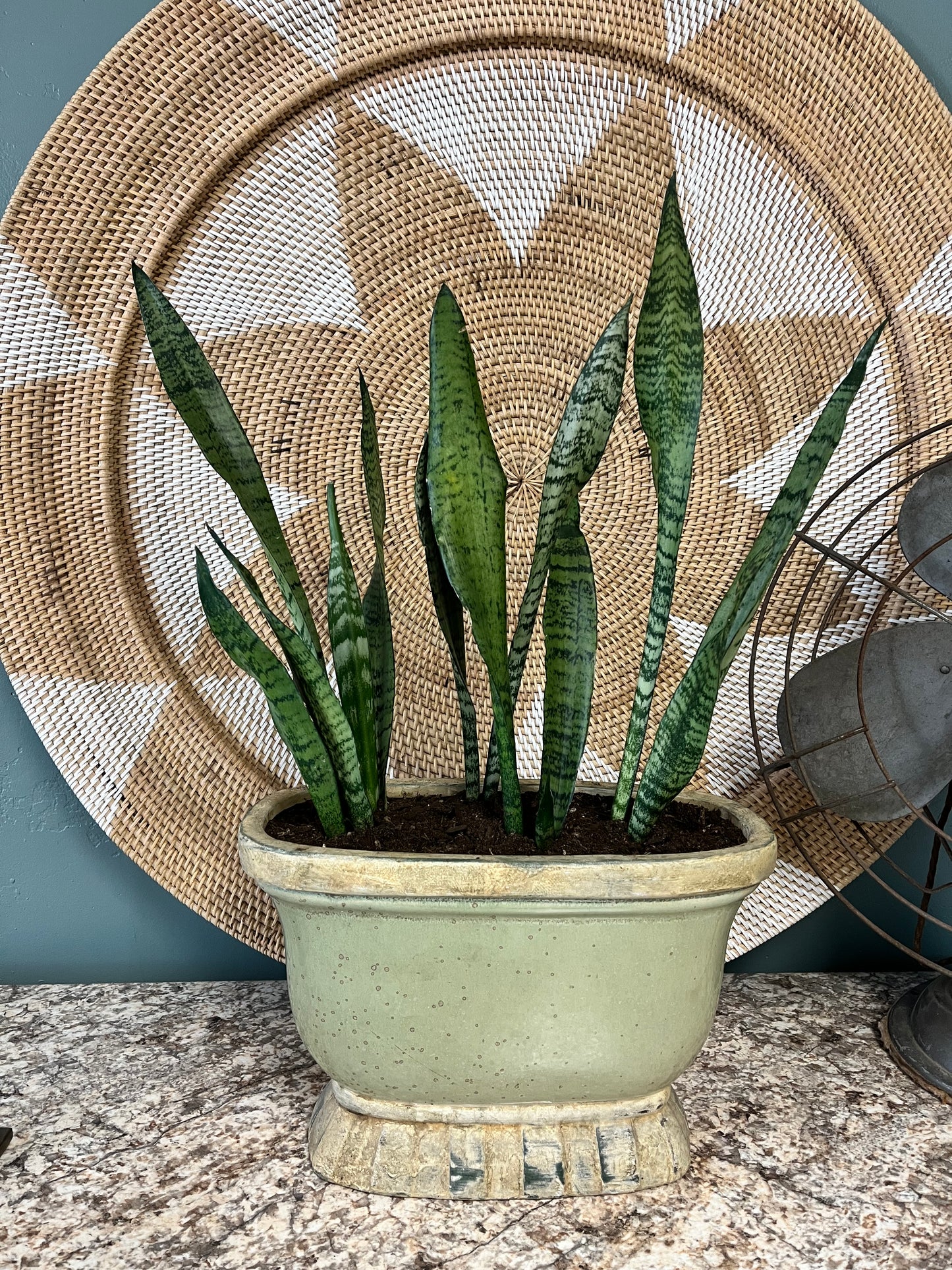 Potted Snake Plant