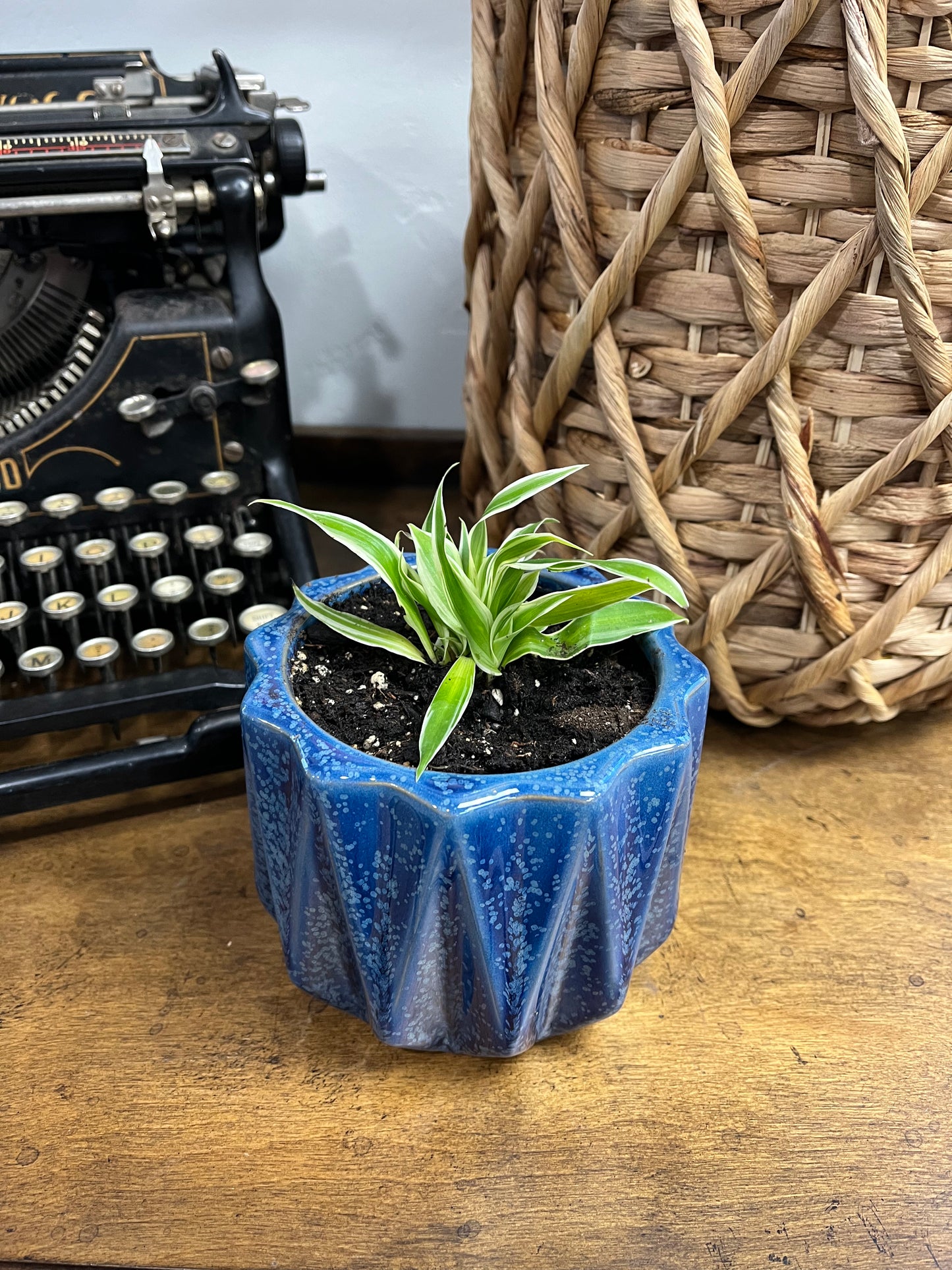 Spider Plants Variety