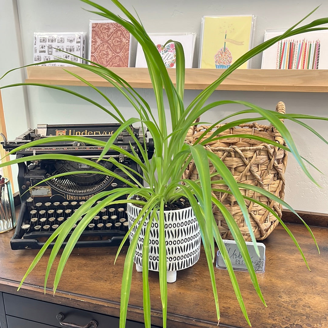 Spider Plants Variety