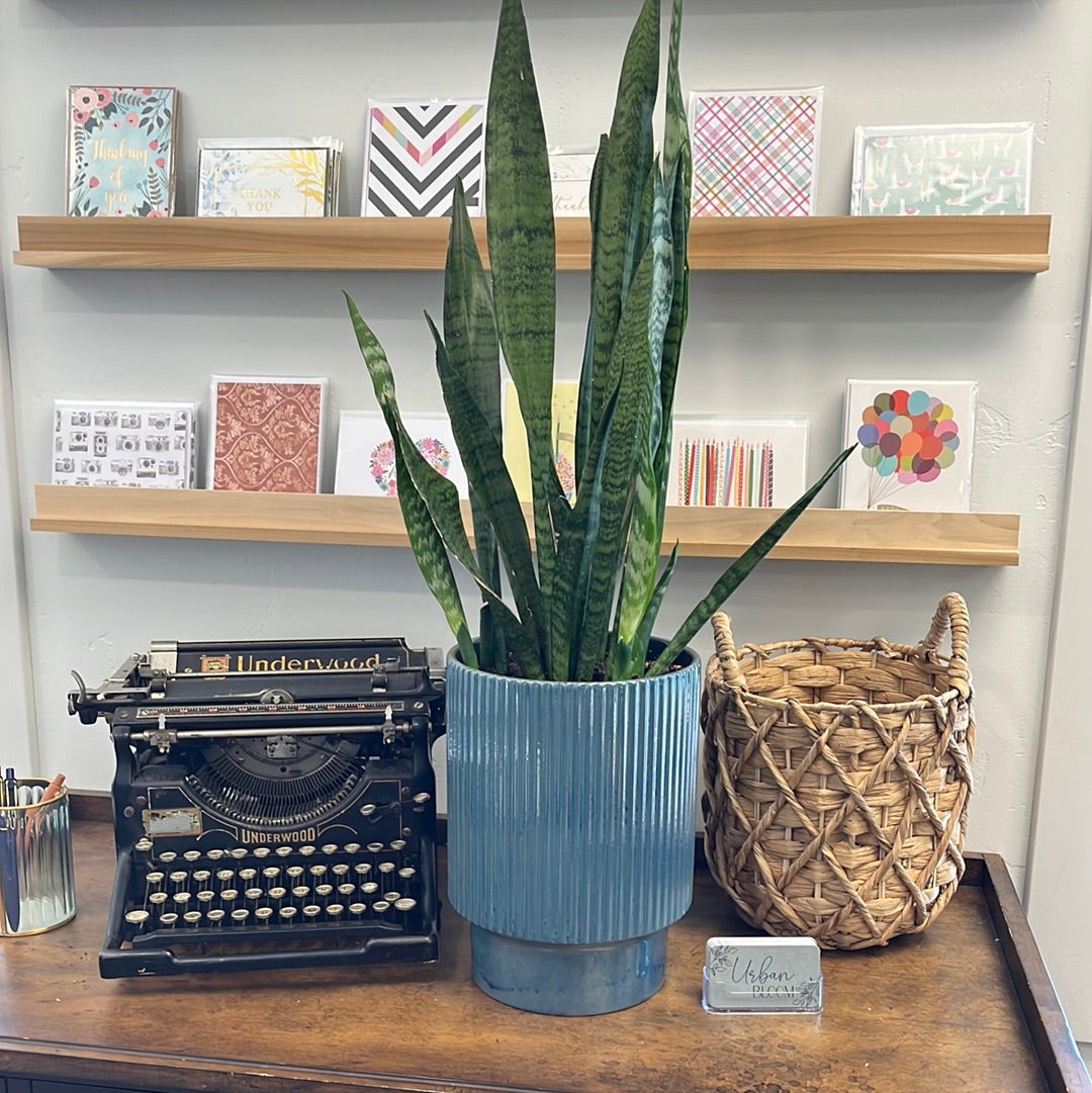 Potted Snake Plant